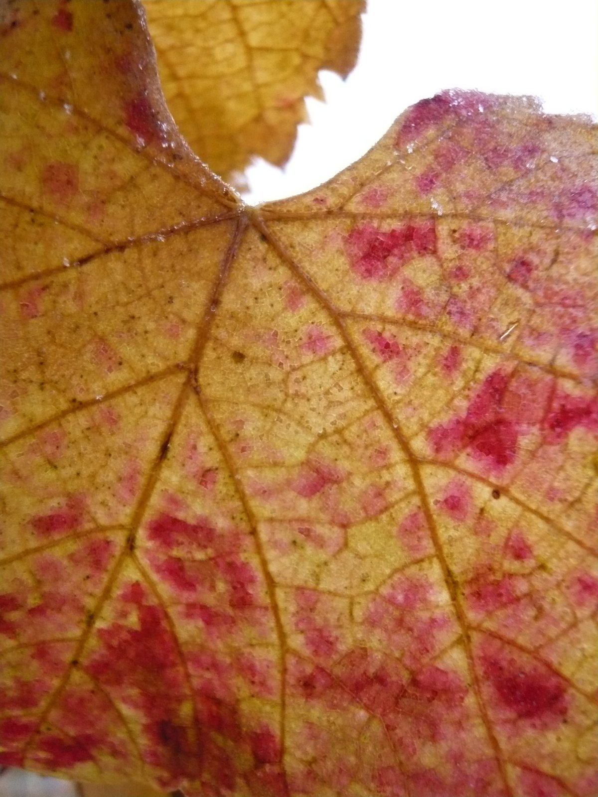 Ein rot verfärbtes Weinblatt im Gegenlicht