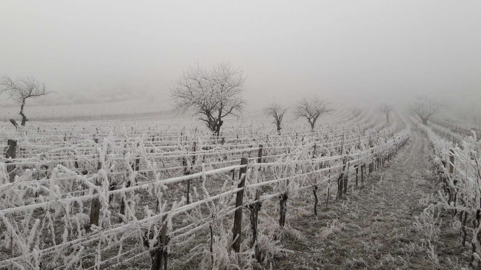 Raureif im Weingarten an einem Wintermorgen
